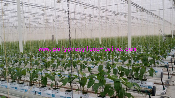Professional Twisted Tomato Tying Modern Greenhouse Twine 1mm , Plastic Baling Twine